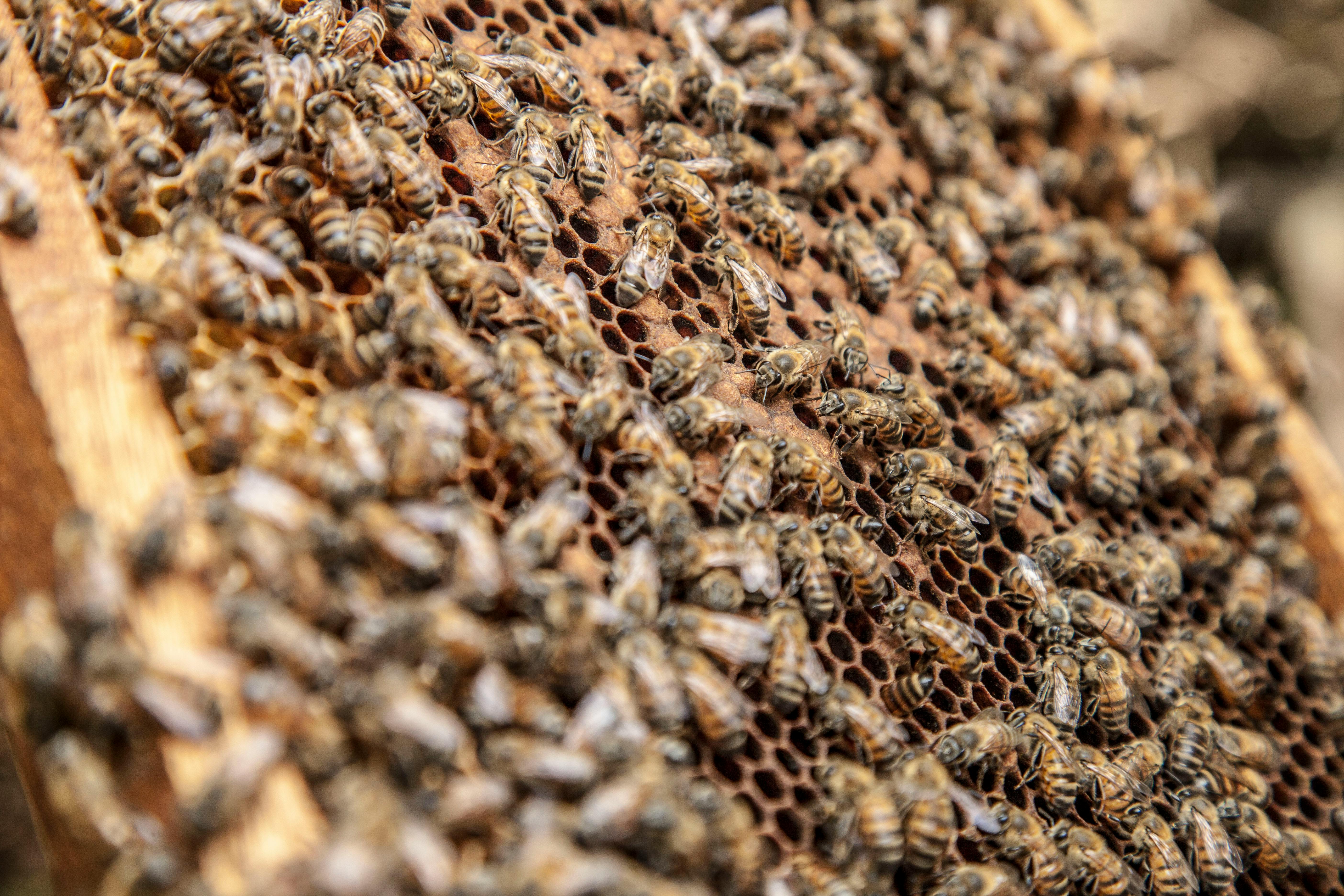 Apiculture on the whenua — honey production